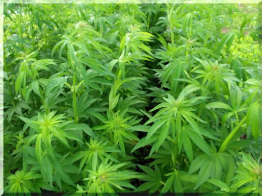 banca : Coors Plans Begudes Infusades de Cànnabis al Canadà